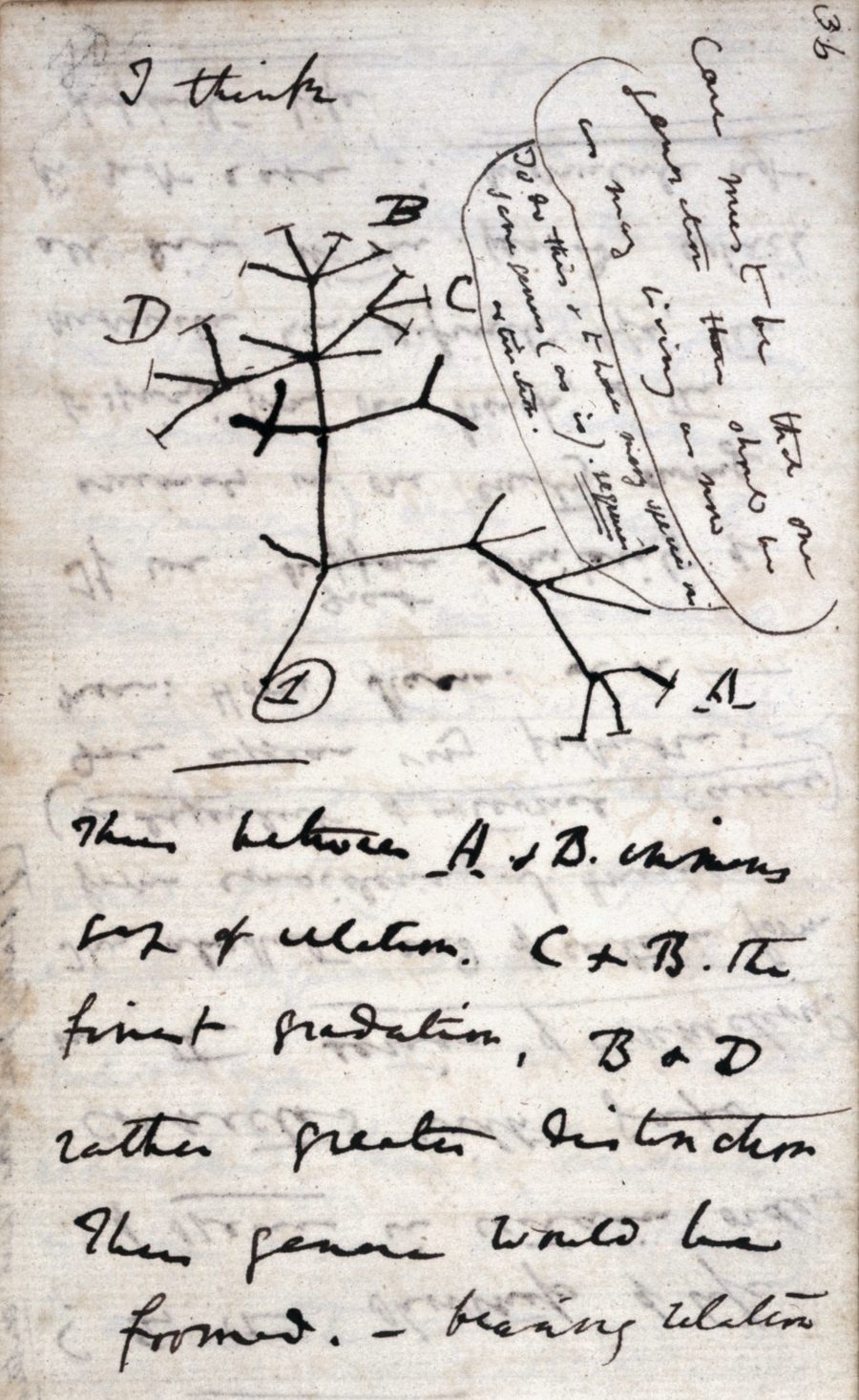 Page 36 of Charles Darwin's Notebook B, 1837: his first sketch of an evolutionary tree, annotated 'I think'.